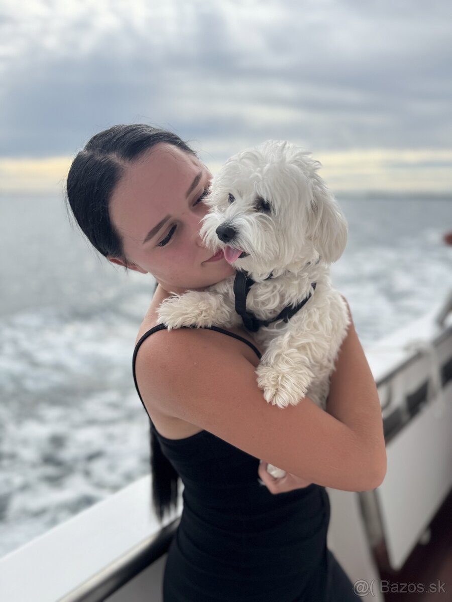 Krytie maltezaka mini - 2