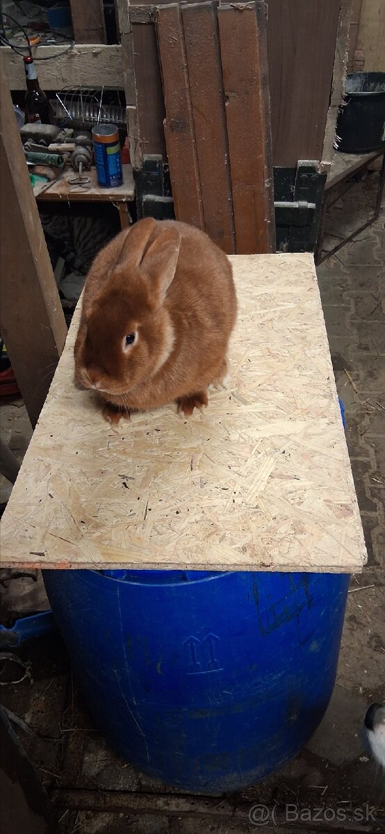 Červený saténový kralik - 2