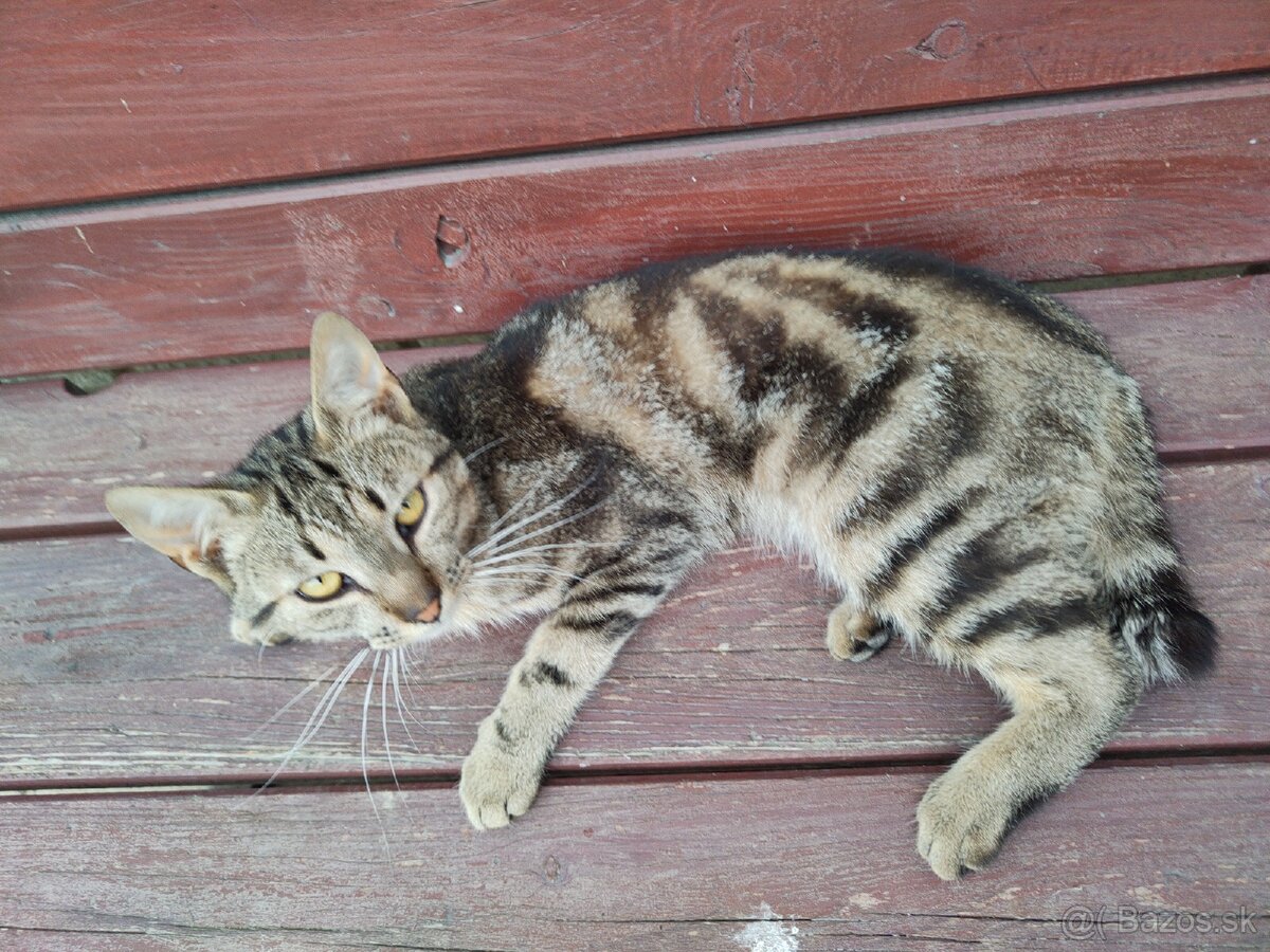 Kocúrik do dobrých rúk pre deti krásny tygrovany - 2