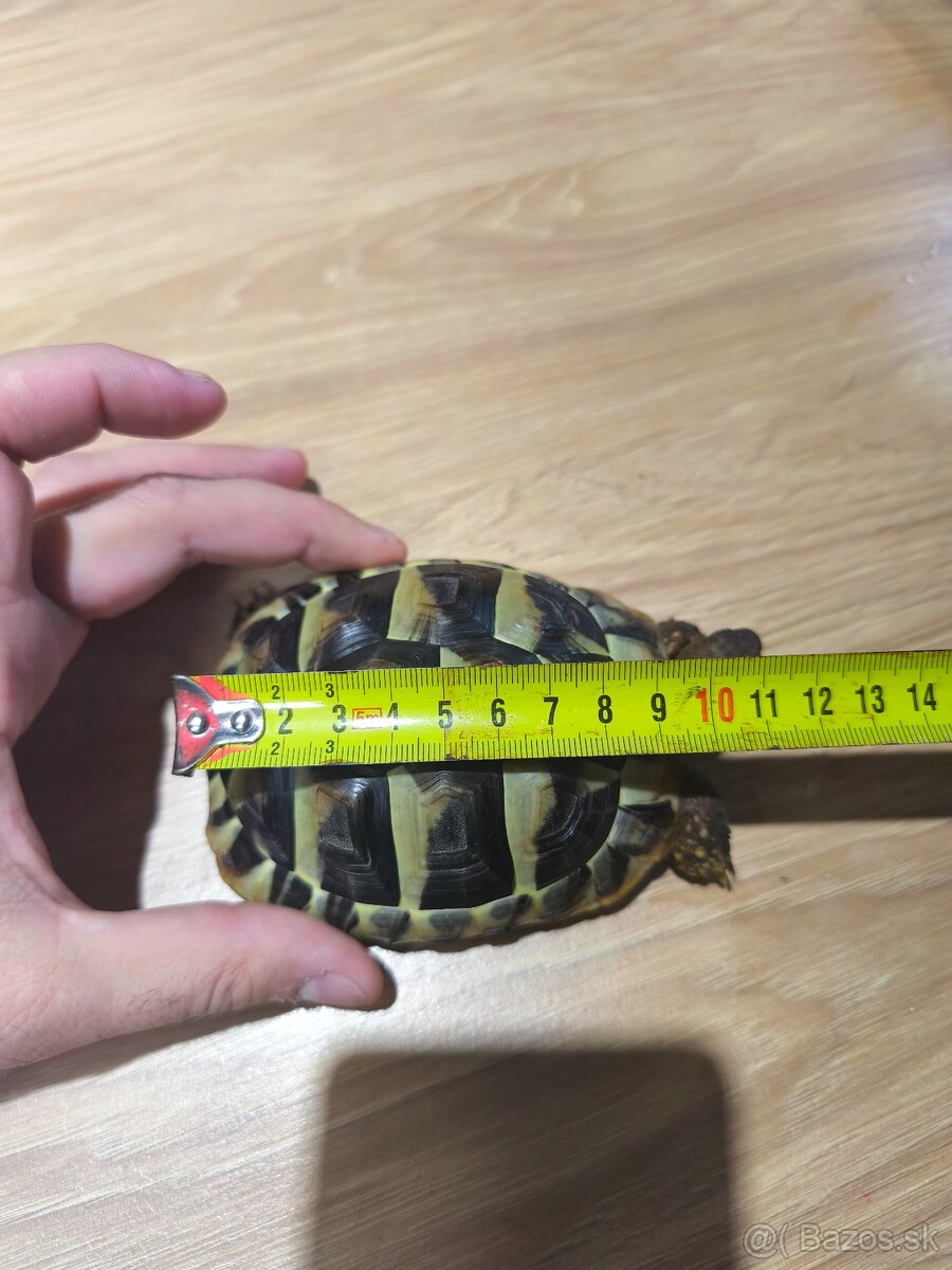 Korytnačka + terarium - 2