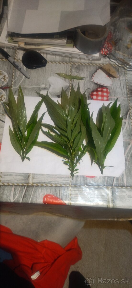 Akvarijne rastlinky ,ludwigia,rotala,pistia, heteranthea - 2