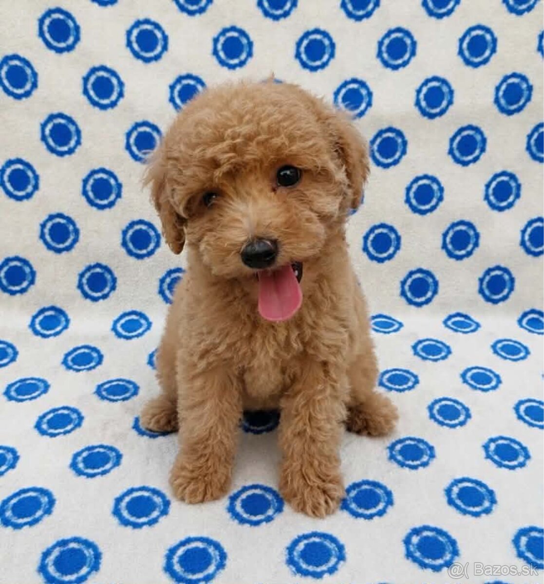 Maltipoo Maltezak mini Pudel - 2
