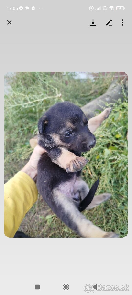 darujem šteniatko - 2