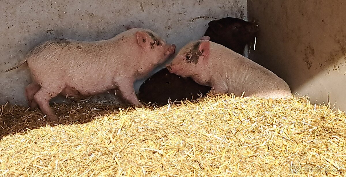 Vietnamske prasiatka - 2