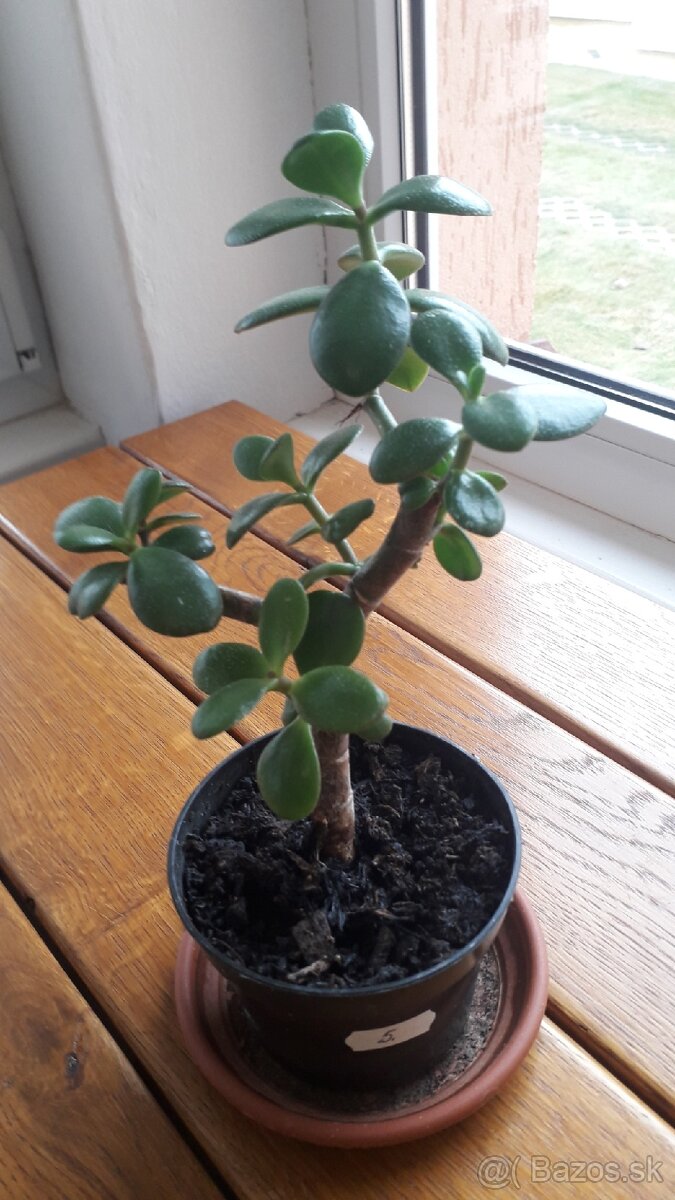 Crassula Ovata - tučnolist, Strom peňazí - 10 EUR (č. 5) - 2