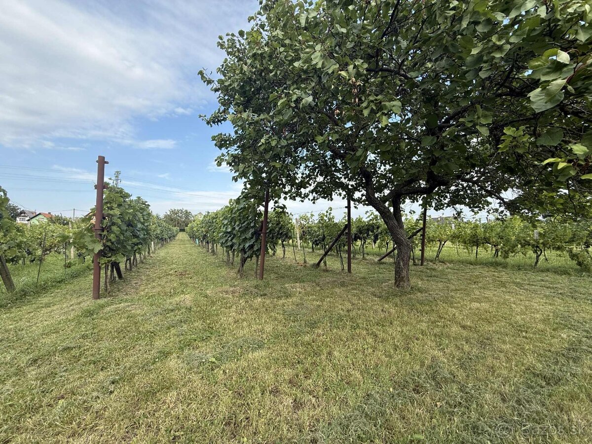Na predaj pozemok s viničom - 2