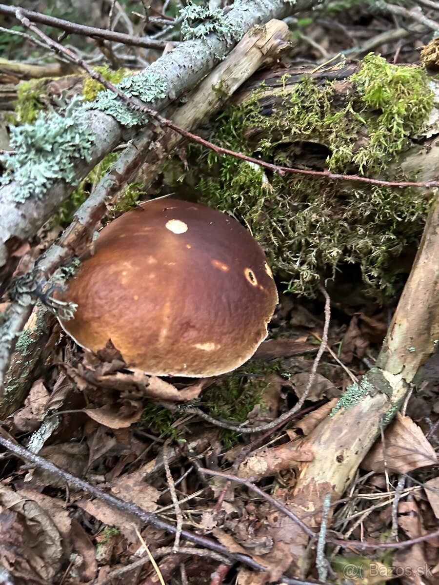 Kozaky dubaky a aj mix týchto dvoch druhov - 2