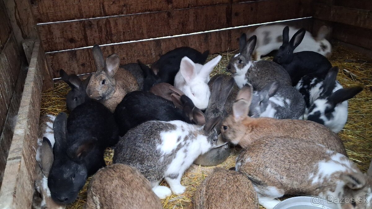 Králiky - 2