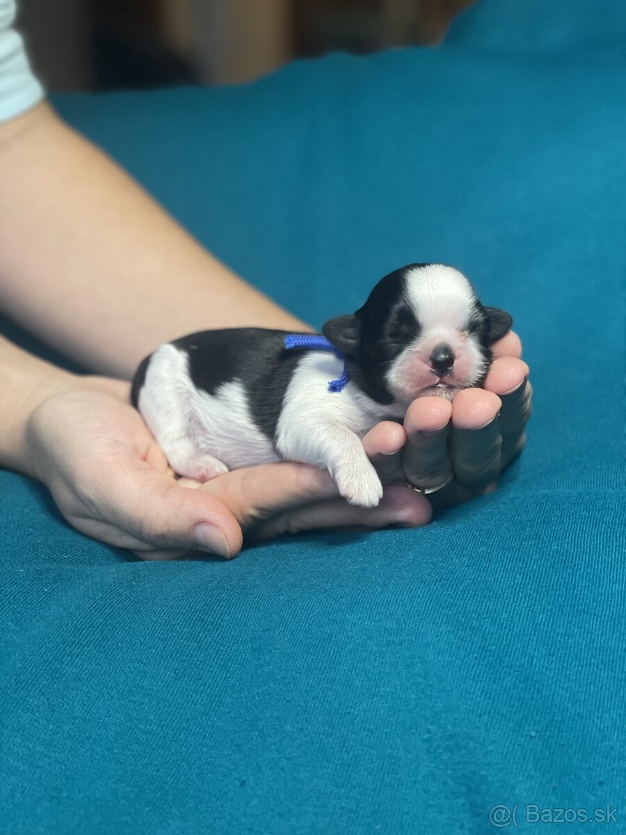 Shih-tzu S PP (Ši cu, shih tzu) - 2