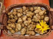 Topinambury predaj - 2