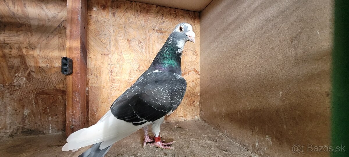 Predám poštové holuby - 2