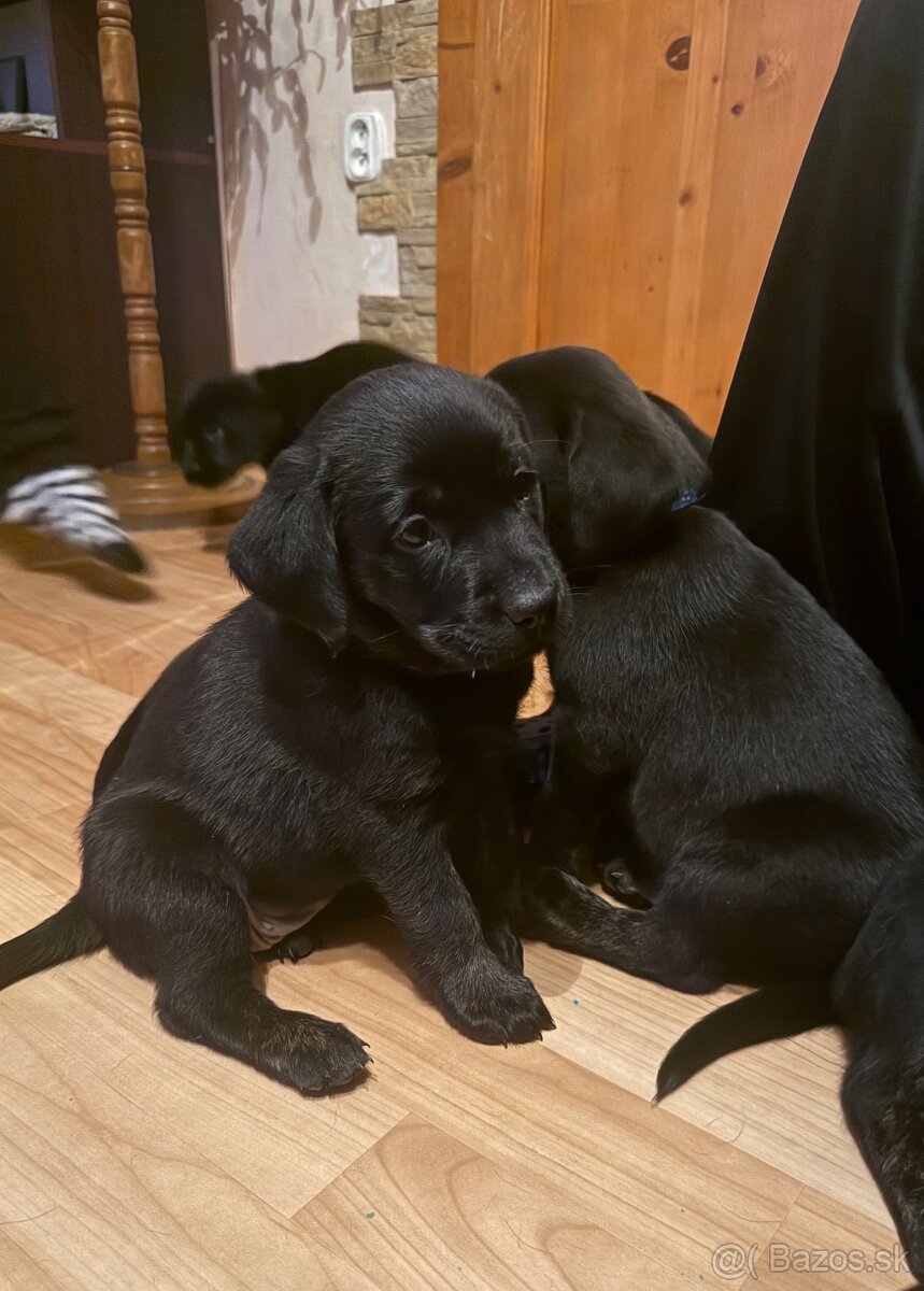 Šteniatka LABRADORA - 2