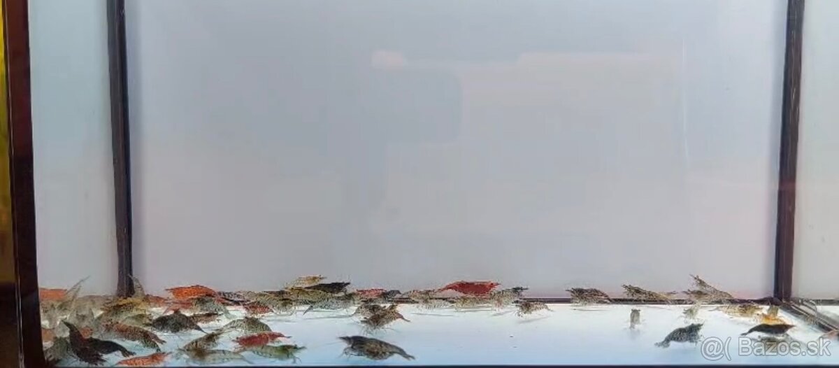 Predám sladkovodné krevetky MIX - 2