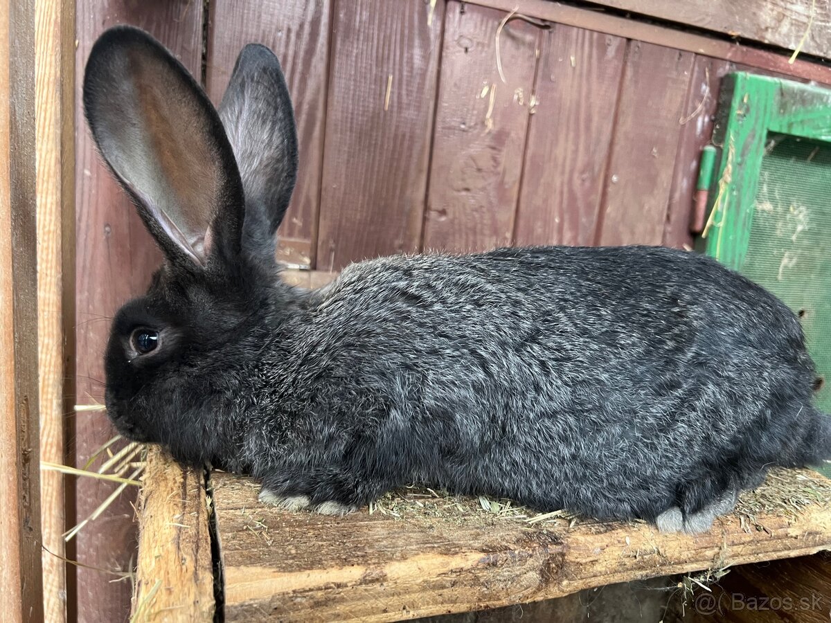 Mladé králiky - 2