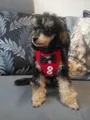pudlik-pudel toy - 2