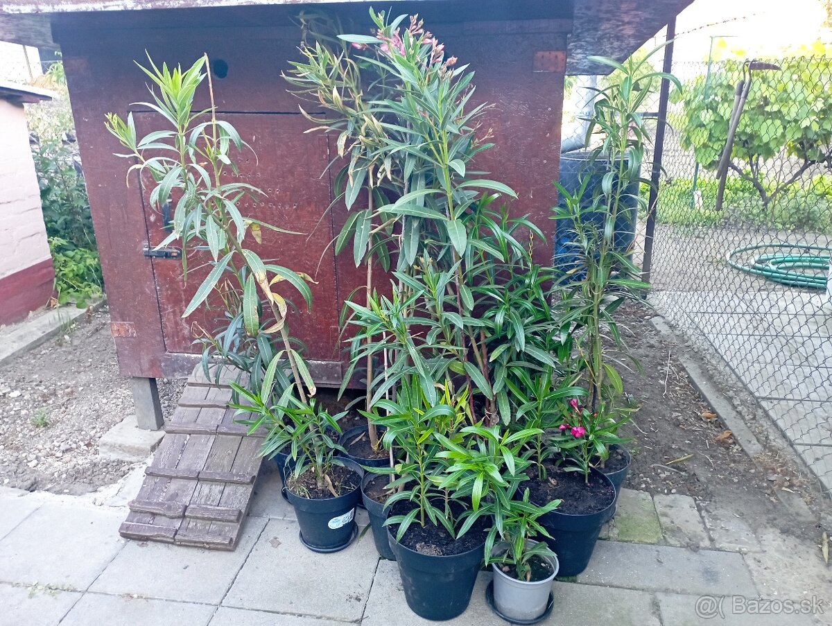 Oleander - 2