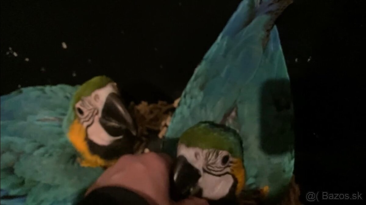 Mláďatá ara ararauna - 2