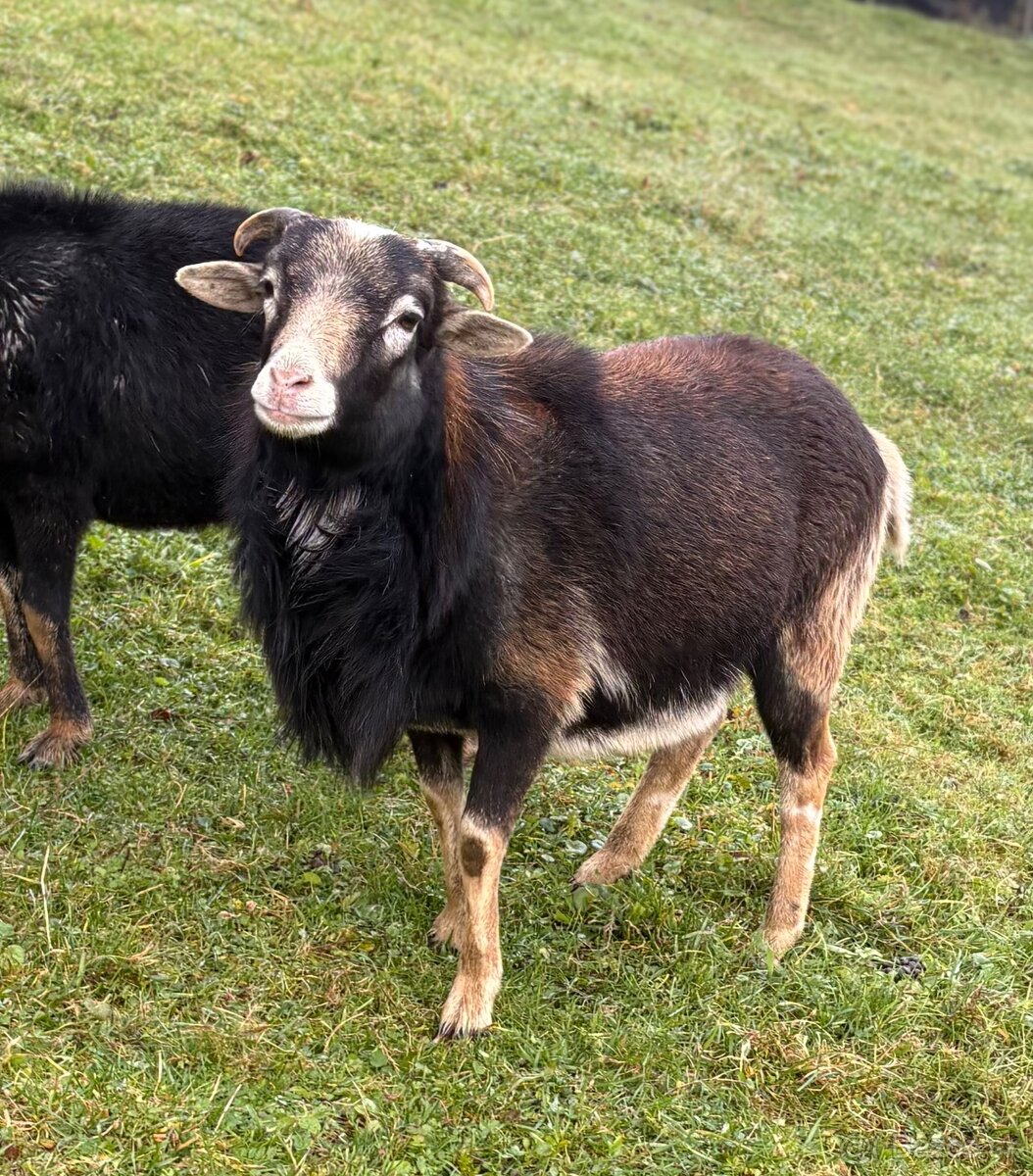 Kamerúnska ovca - 2