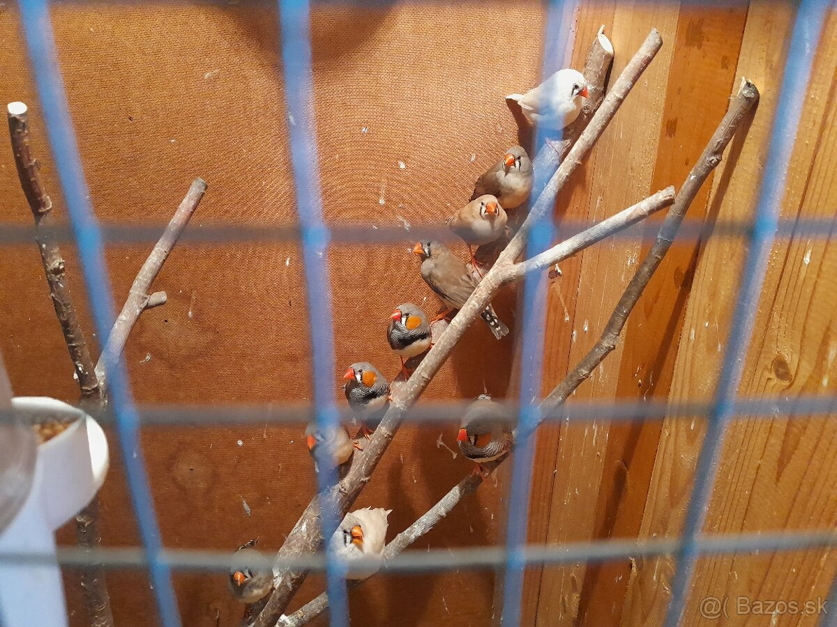 Zebricka austrálska - 2