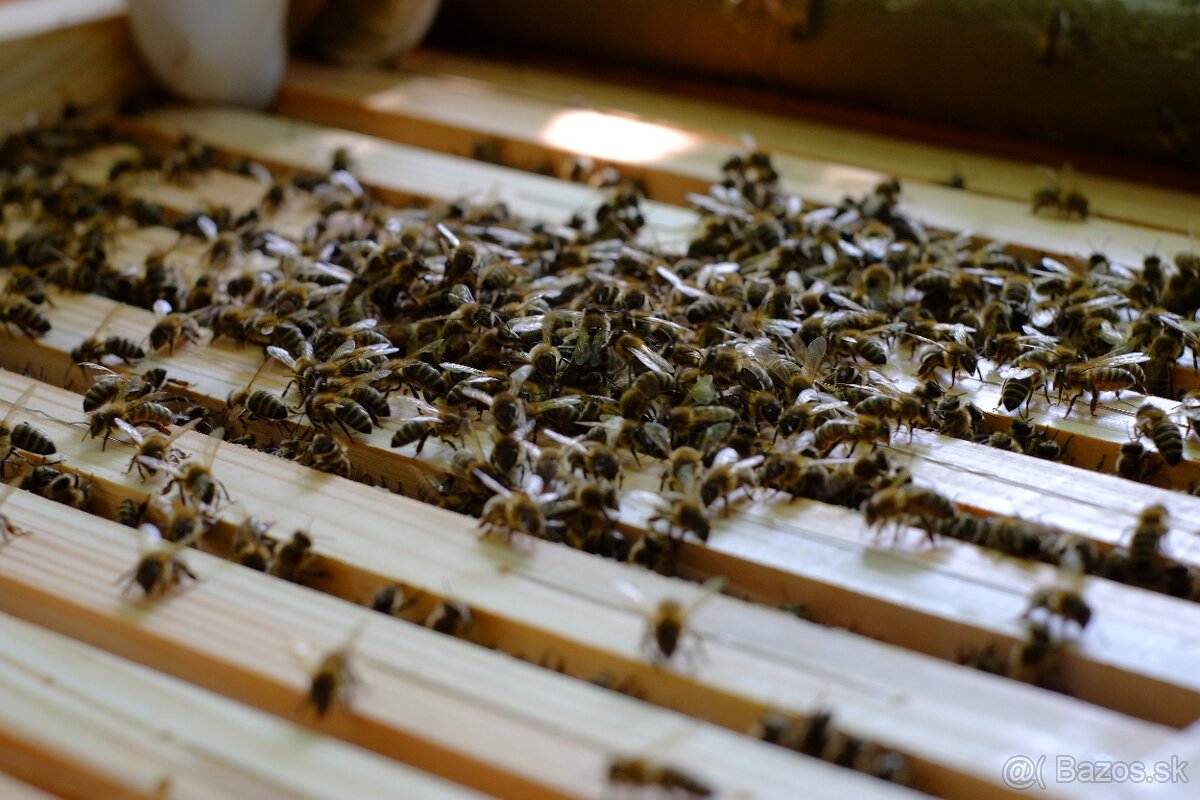 Predám včely - 2