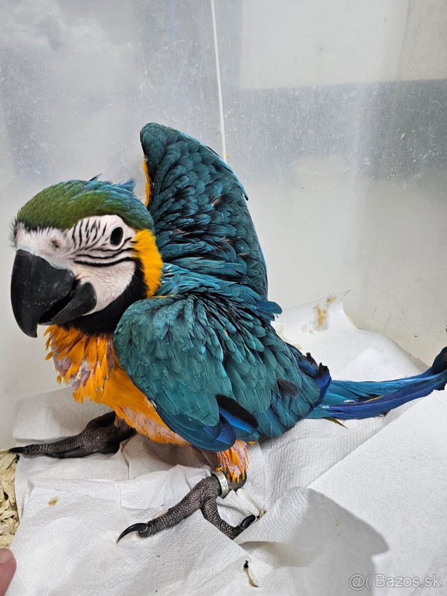 Predám samčeka Ara Ararauna - 2