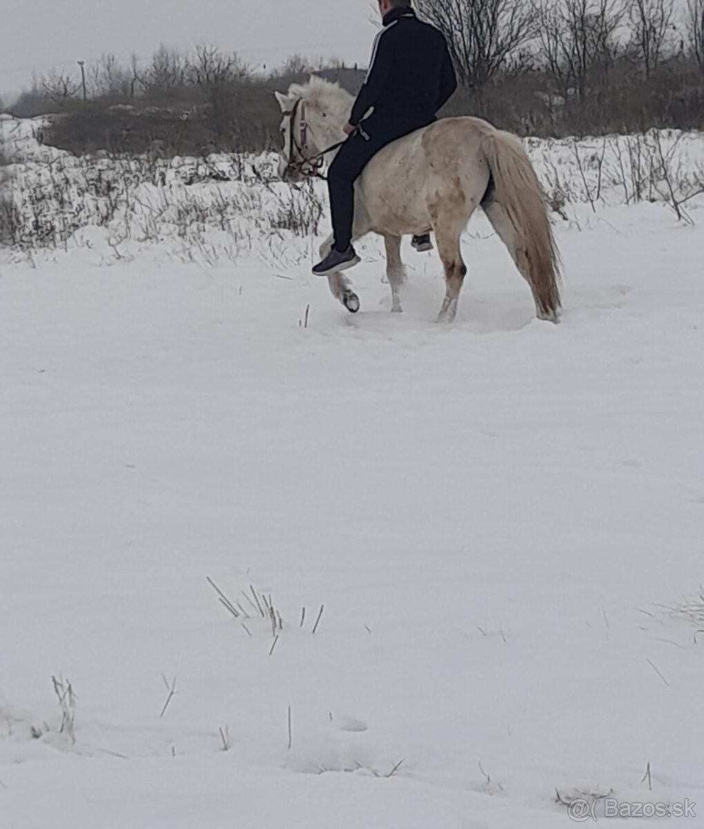 Predám pony kobylu - 2