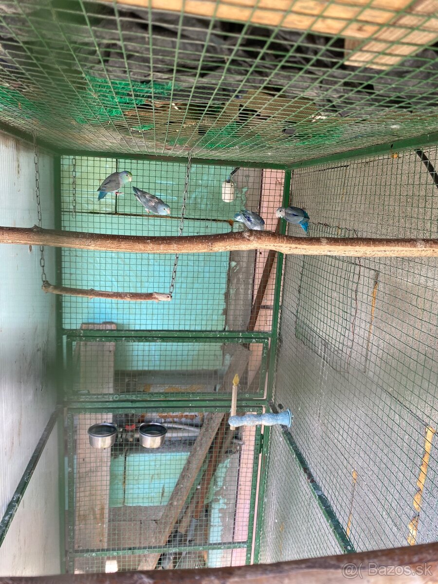 Predám klietku,voliéru,Chovny box - 2