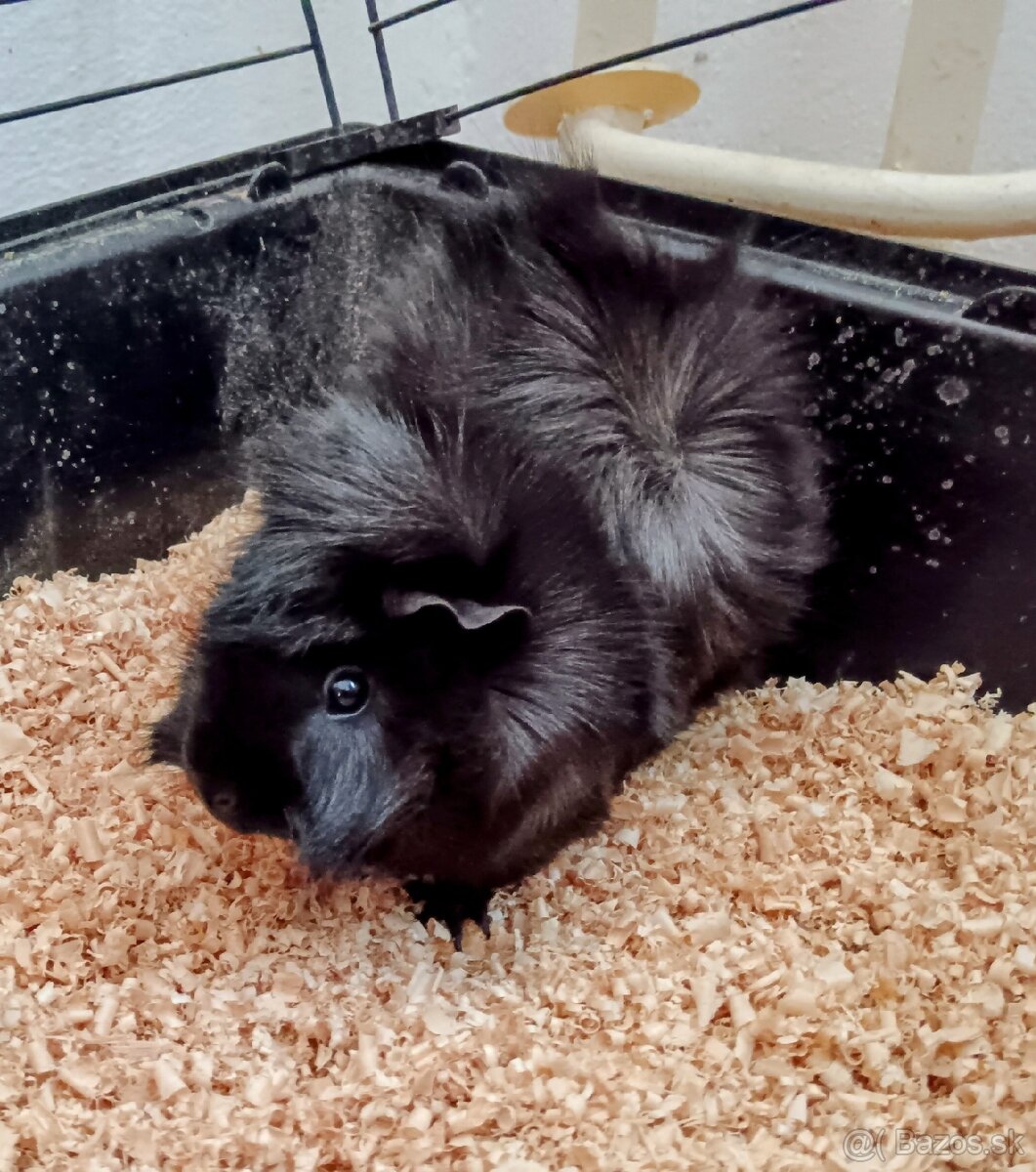 Morské prasiatko. - 2