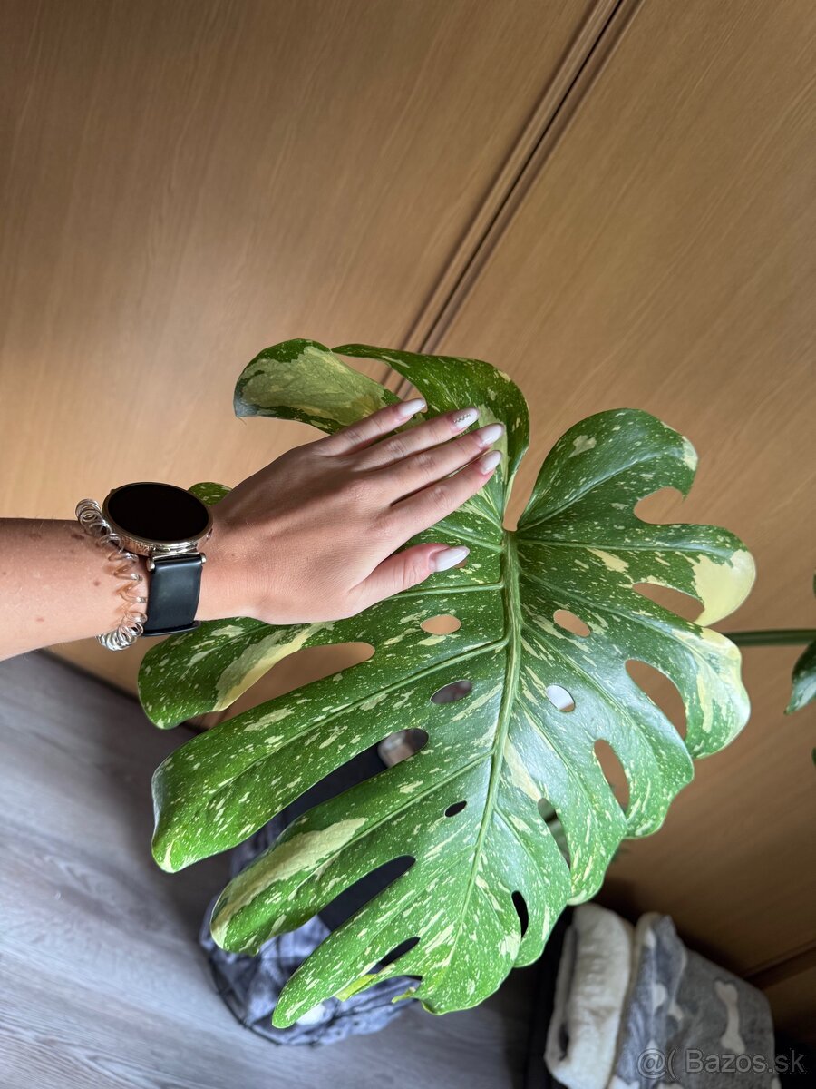 monstera thai vrcholovy odrezok - 2