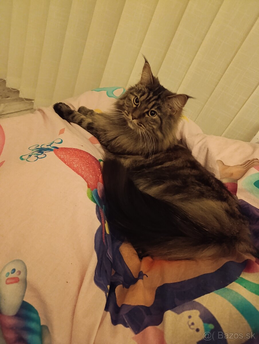 Mainská mývalia mačka bez PP - 2