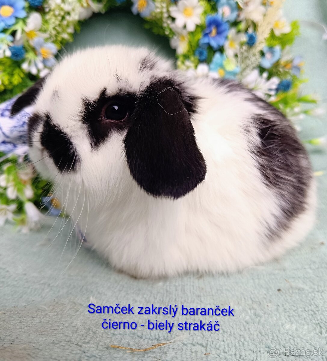 Zakrslý baranček s VP samček strakáč - 2