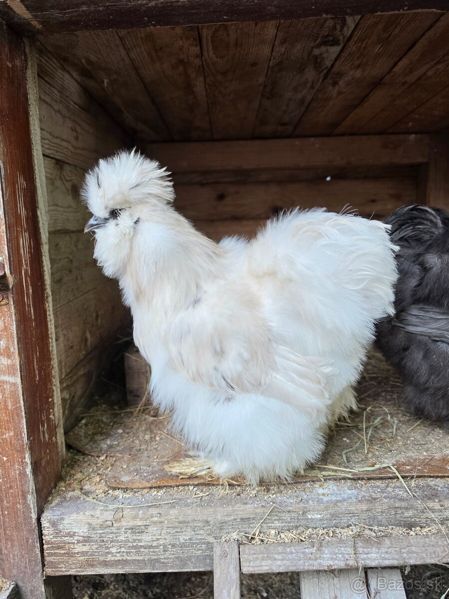 Hodvábničky USA - 2