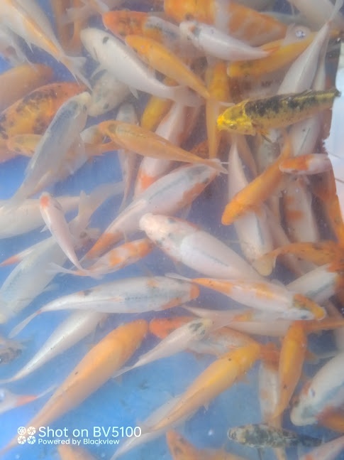 Predám koi kapre - 2