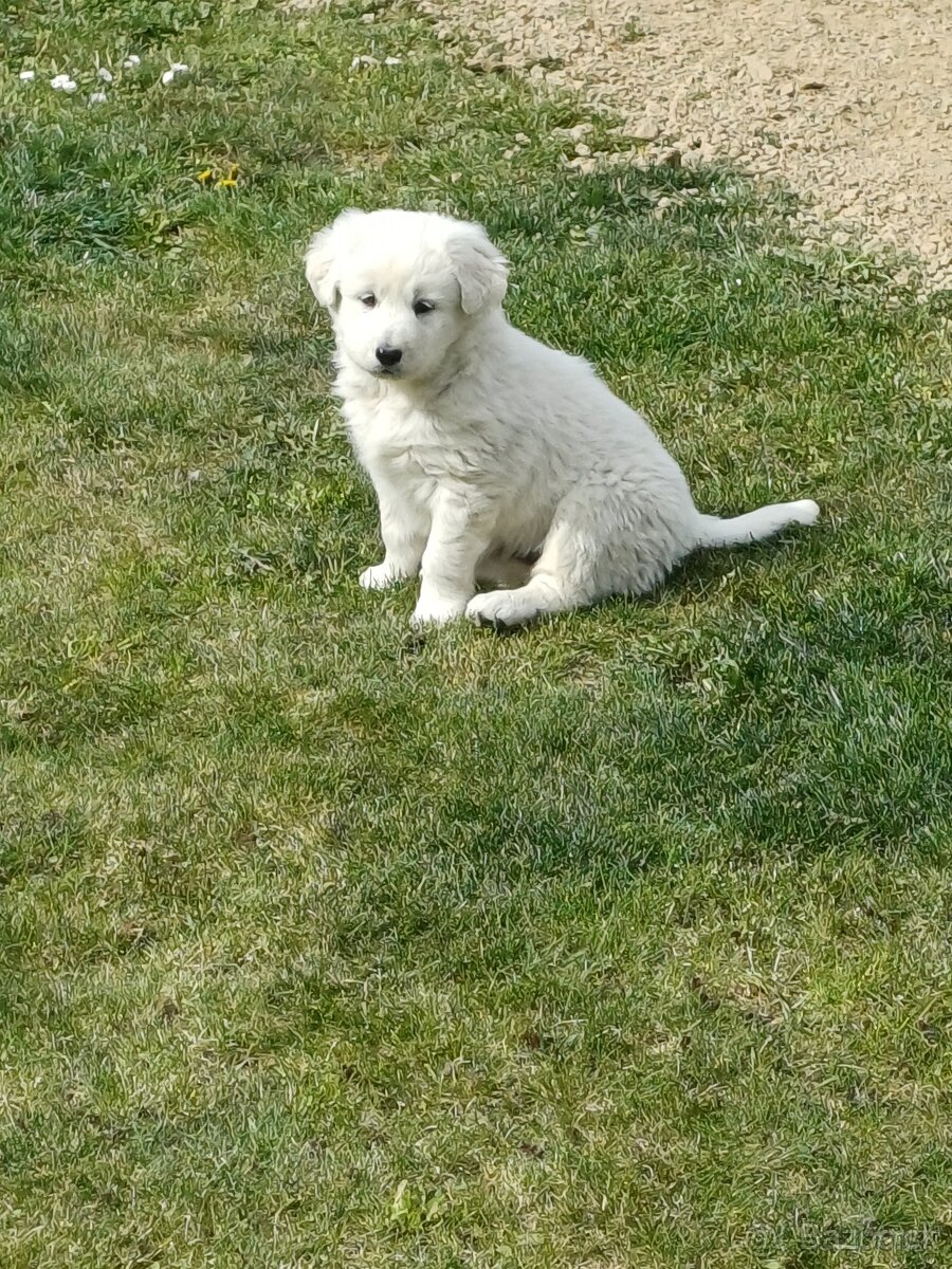 Slovenský čuvač - 2