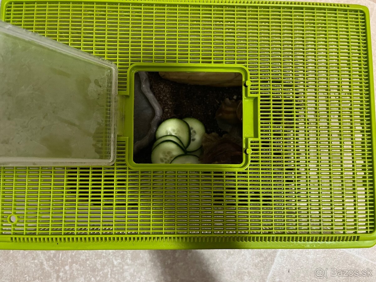 Africké slimáky s boxom - 2