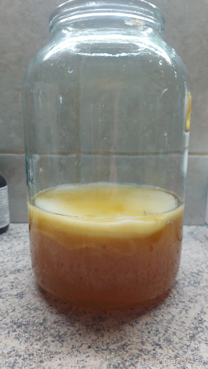 Kombucha SCOBY - 2