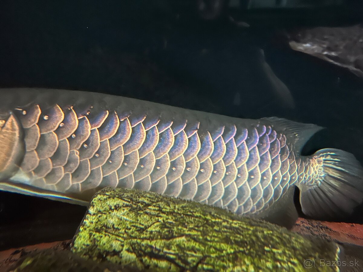 Scleropages formosus Blue base - 2