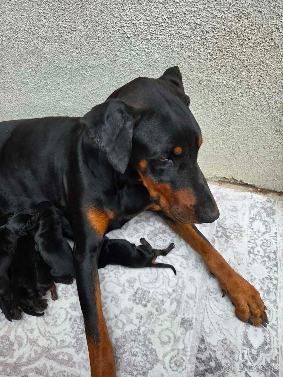 Šteniatka dobermana - 2