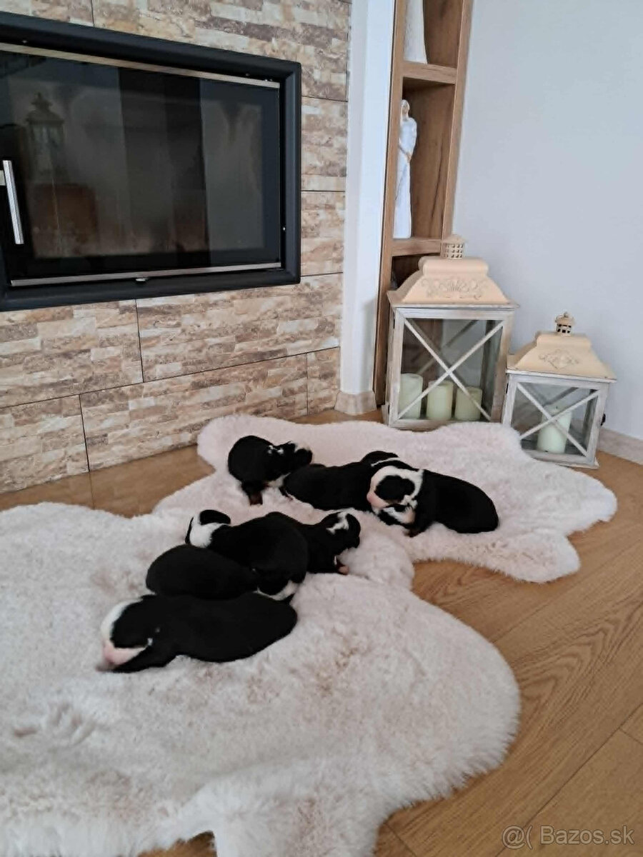 Bernský salašnícky pes🐶 - 2