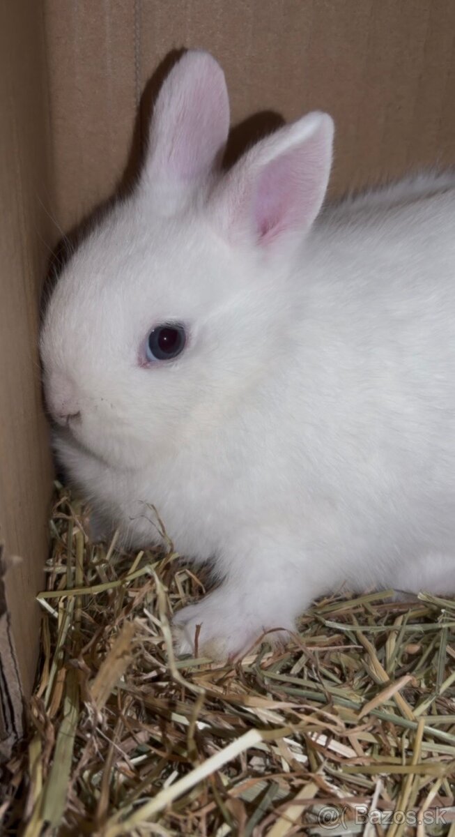 Zakrslý zajačik - 2