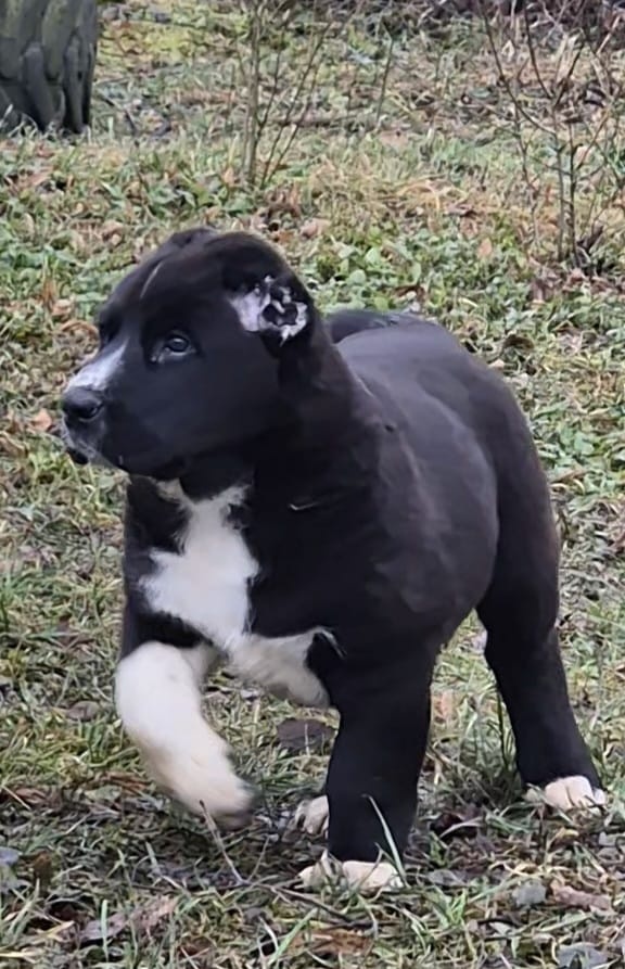 Stredoázijský ovčiak s PP - 2