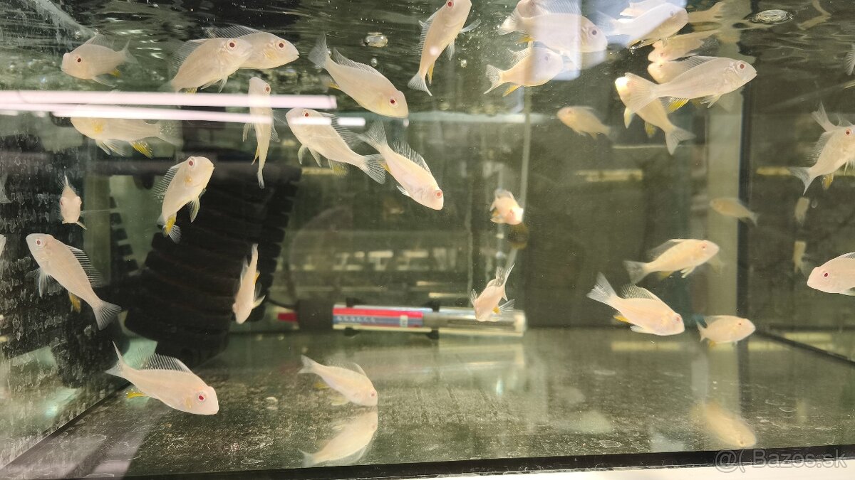 Akara Heckelli albino ,Heckeli - 2