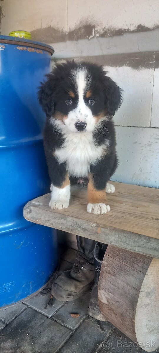 Bernský salasnicky pes - 2