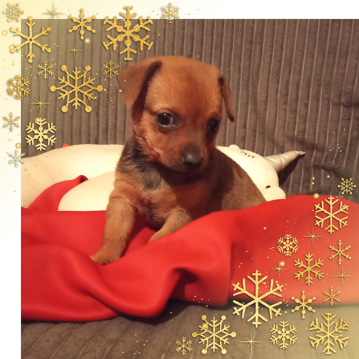 Hľadáme nový domou - 2