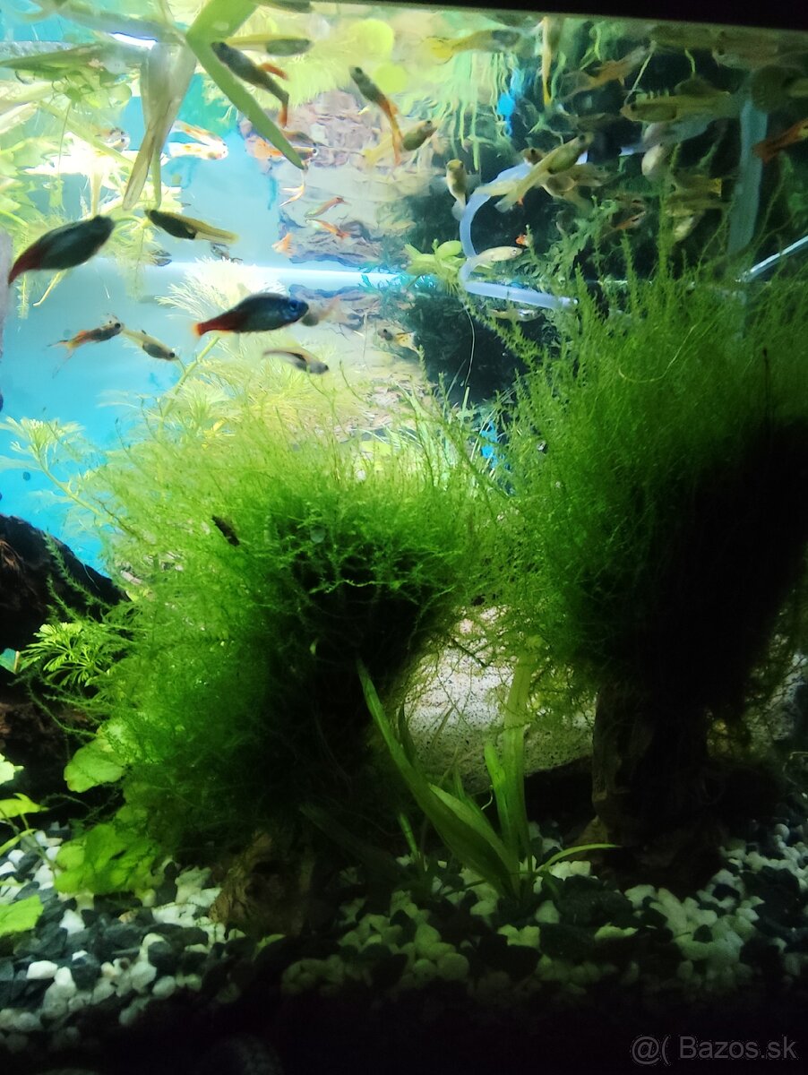 Mach do akvária - 2