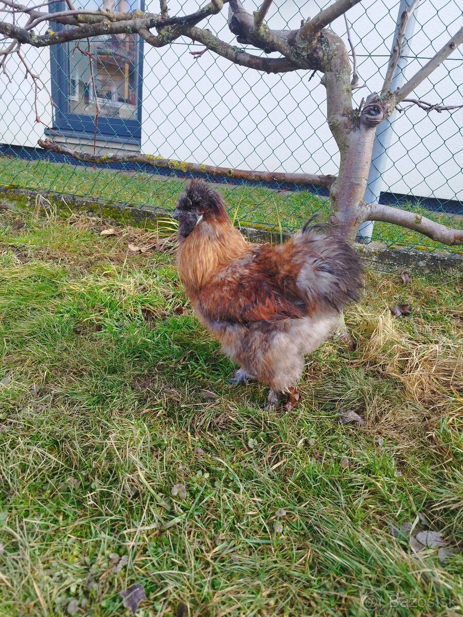 Predám kohúta hodvábničky - 2