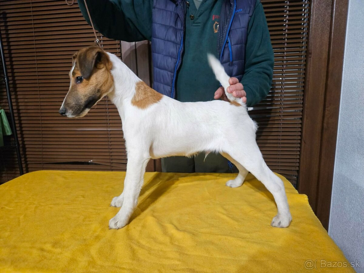 Foxterier hladkosrstý - 2