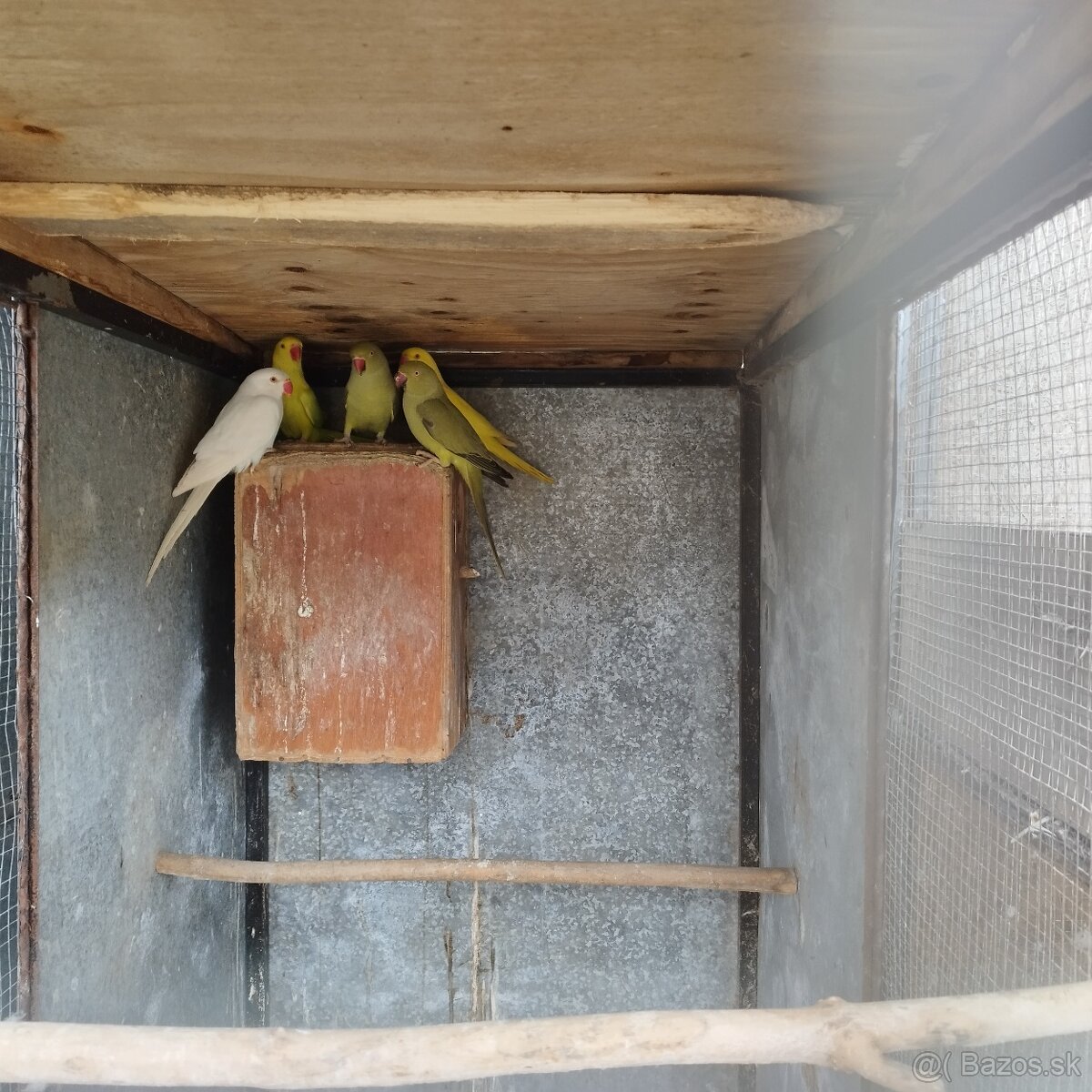 Predám papagaje - 2