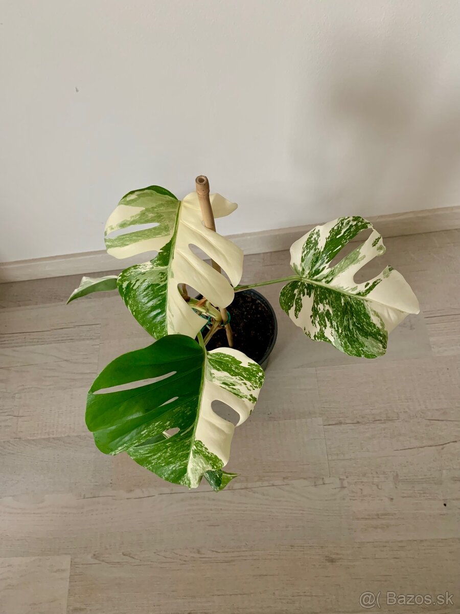 Monstera ALBO - 2