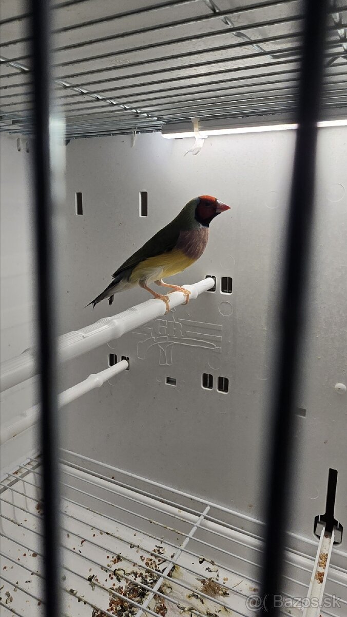Amadina - 2